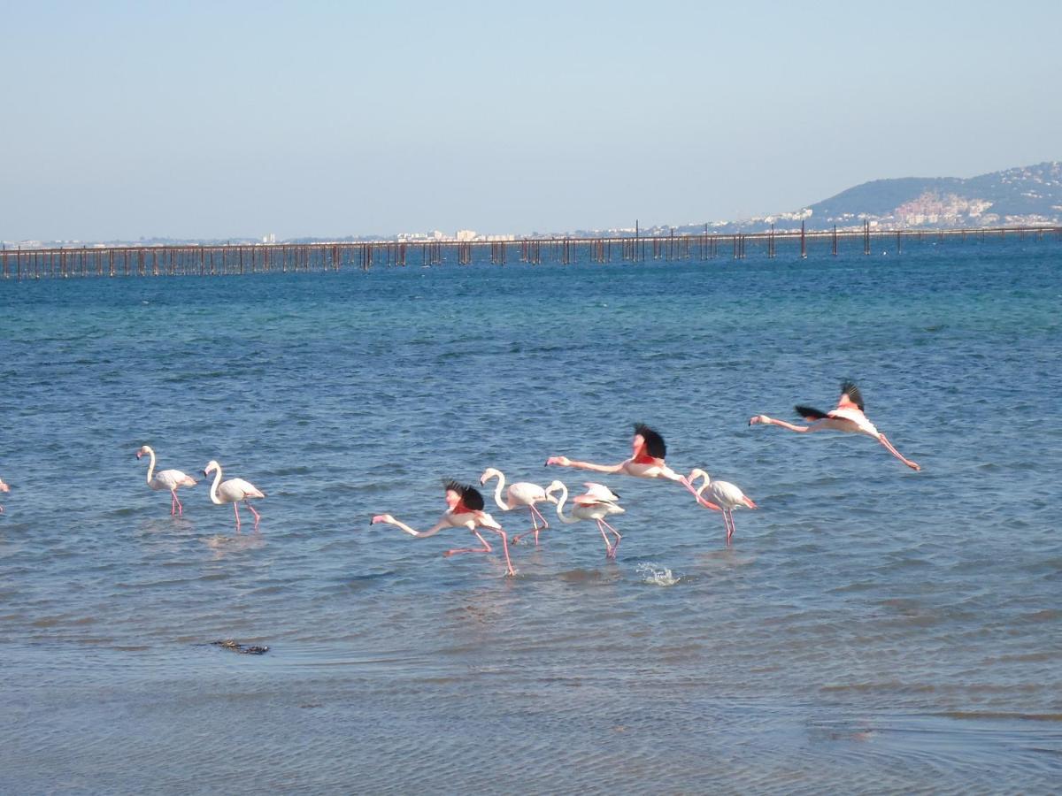 Au bord de Thau Bed and Breakfast Marseillan  Buitenkant foto