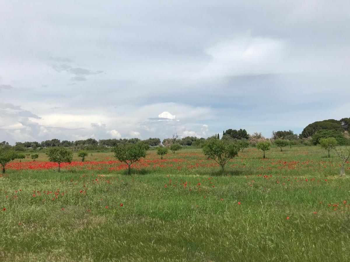 Au bord de Thau Bed and Breakfast Marseillan  Buitenkant foto
